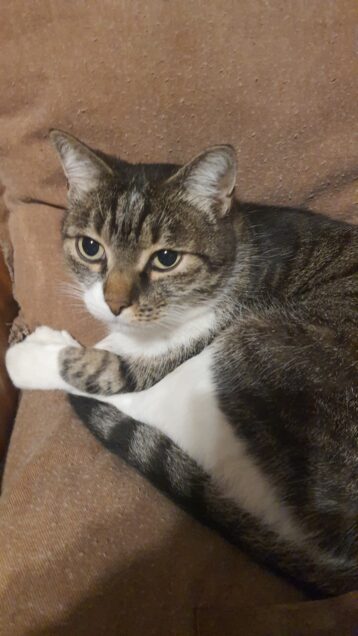 Chat perdu à Toulouse 31400 : MISTIGRI, Européen