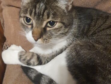 Chat perdu à Toulouse 31400 : MISTIGRI, Européen