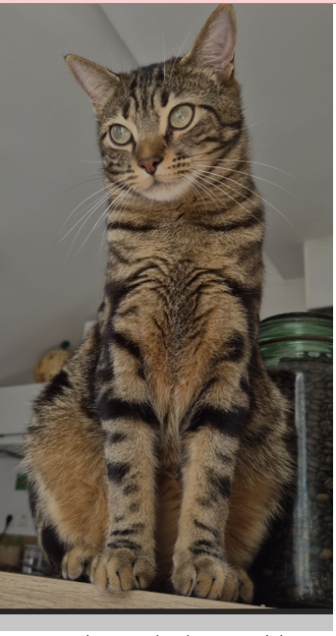 Chat perdu à Nancy 54000 : Hercule, Européen