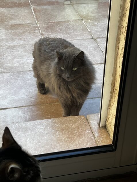 Chat trouvé à Montpellier 34080, Chat de gouttière