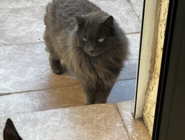 Chat trouvé à Montpellier 34080, Chat de gouttière