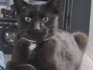 Chat perdu à Wattrelos 59150 : Ryuk, Européen
