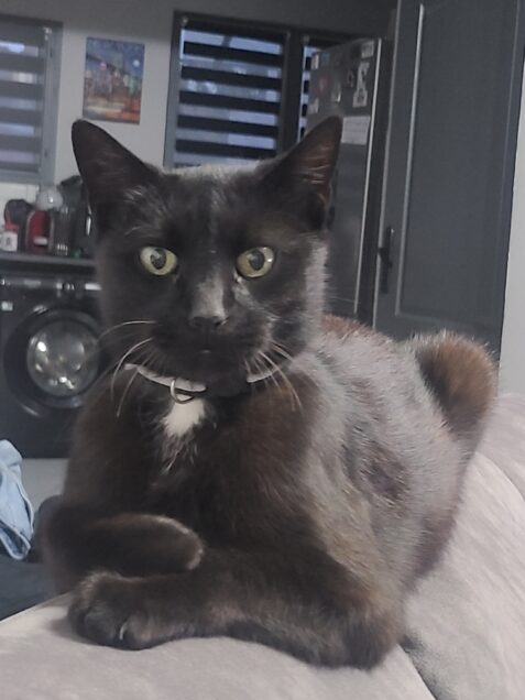 Chat perdu à Wattrelos 59150 : Ryuk, Européen