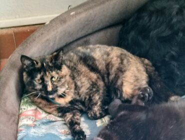 Chat perdu à Sollacaro 20140 : Réglisse, Européen