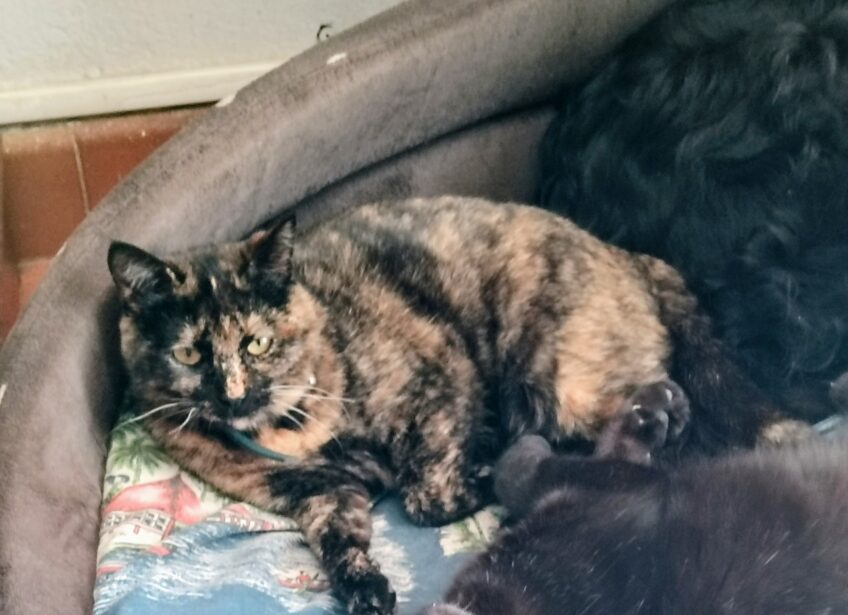 Chat perdu à Sollacaro 20140 : Réglisse, Européen