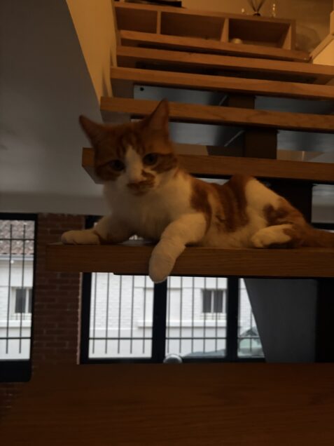 Chat perdu à Limoges 87100 : Melba, Chat de gouttière