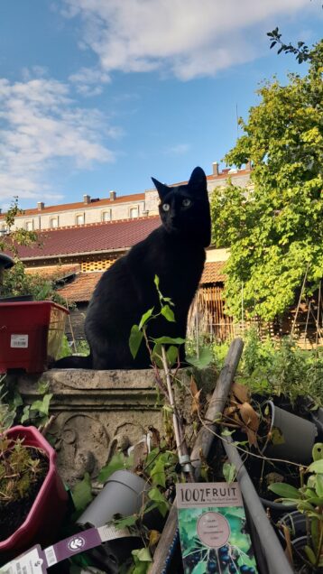 Chat perdu à Nancy 54000 : Nui, Chat de gouttière
