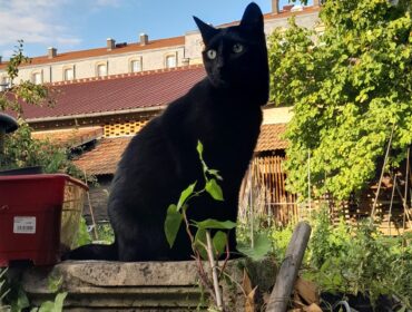 Chat perdu à Nancy 54000 : Nui, Chat de gouttière
