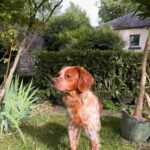 Chien perdu à Laval  : Athos, Epagneul Breton