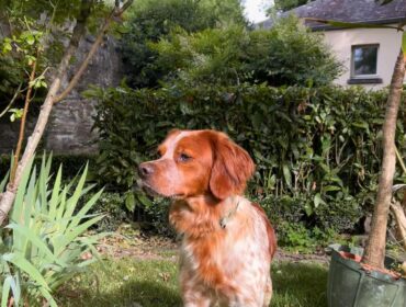 Chien perdu à Laval : Athos, Epagneul Breton