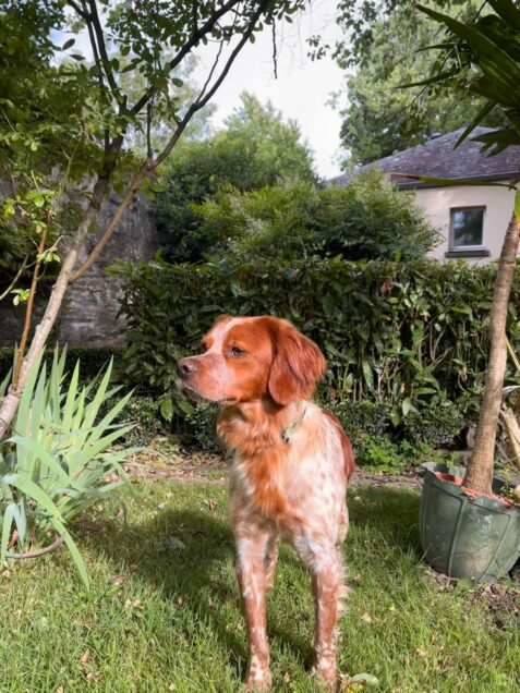Chien perdu à Laval  : Athos, Epagneul Breton