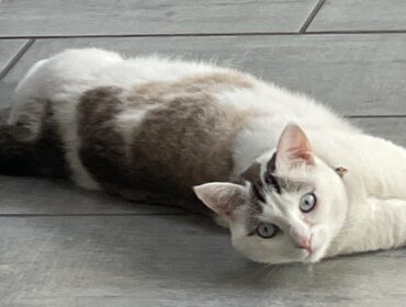 Chat perdu à Hargarten-aux-Mines 57550 : Scalpy, Européen