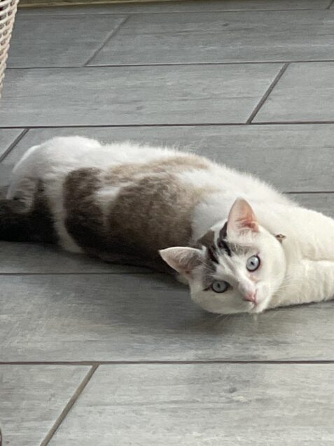 Chat perdu à Hargarten-aux-Mines 57550 : Scalpy, Européen