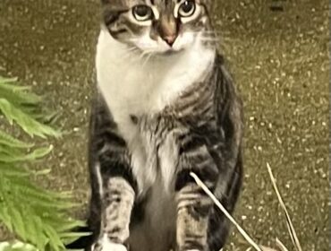 Chat perdu à Paris 75005 : Néa, Européen