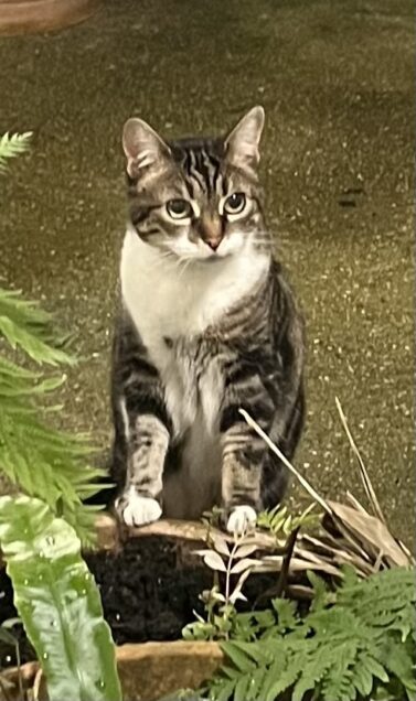 Chat perdu à Paris 75005 : Néa, Européen