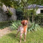 Chien perdu à Laval  : Athos, Epagneul Breton