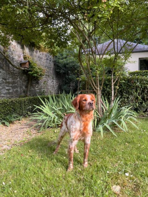 Chien perdu à Laval  : Athos, Epagneul Breton