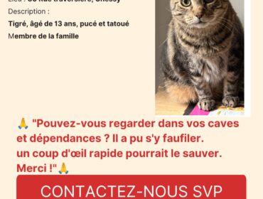 Chat perdu à Chessy 69380 : TIGRI, Européen