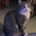 Chat perdu à Parmain 95620 : namour , Autre