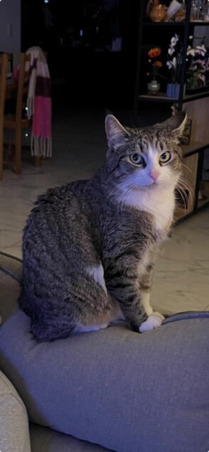 Chat perdu à Parmain 95620 : namour , Autre