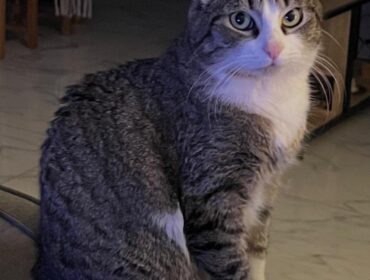 Chat perdu à Parmain 95620 : namour , Autre