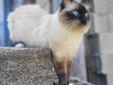 Chat perdu à Le Rove 13740 : Miso, Autre