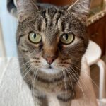 Chat perdu à Bordeaux 45520 : Myra, Européen