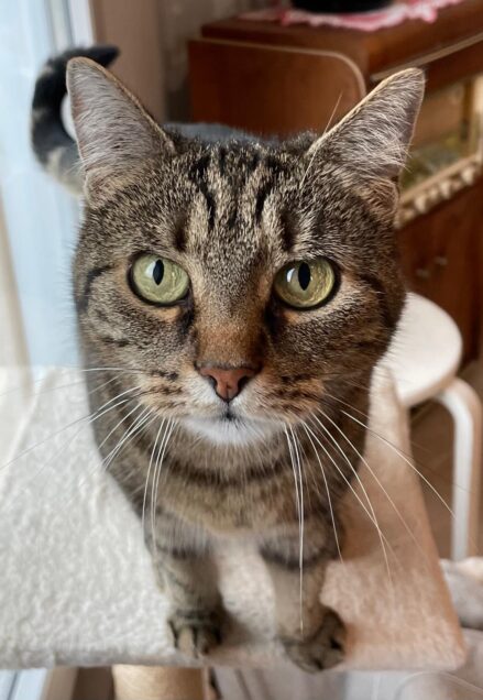 Chat perdu à Bordeaux 45520 : Myra, Européen