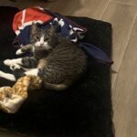 Chat perdu à Parmain 95620 : namour , Autre
