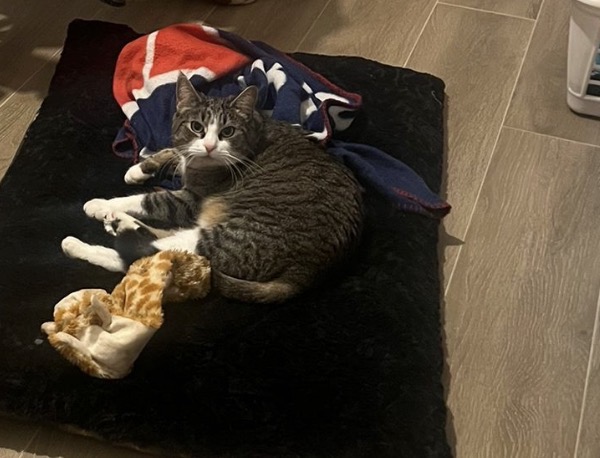 Chat perdu à Parmain 95620 : namour , Autre