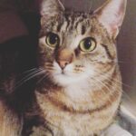 Chat perdu à Bordeaux 45520 : Myra, Européen