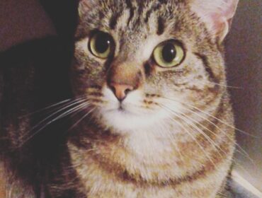 Chat perdu à Bordeaux 45520 : Myra, Européen