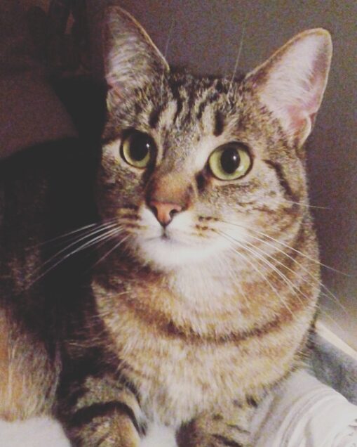 Chat perdu à Bordeaux 45520 : Myra, Européen