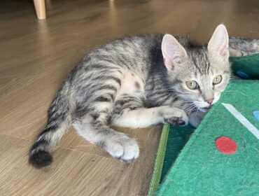 Chat perdu à Toulouse 31100 : Balthazar, Croisé