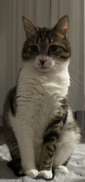 Chat perdu à Beausoleil  : Pouchistik, Européen
