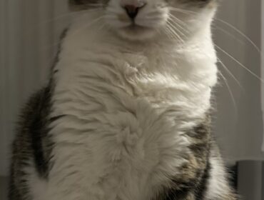 Chat perdu à Beausoleil : Pouchistik, Européen