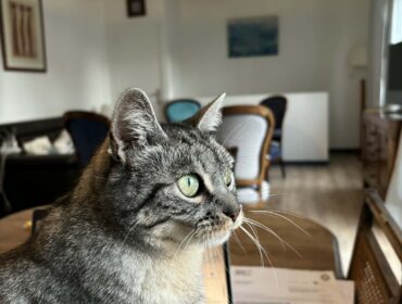 Chat perdu à Saint-Malo 35400 : LILOU, Européen