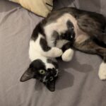 Chat perdu à Rennes 35000 : Victoire, Chat de gouttière