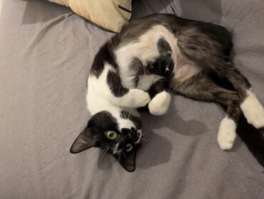 Chat perdu à Rennes 35000 : Victoire, Chat de gouttière