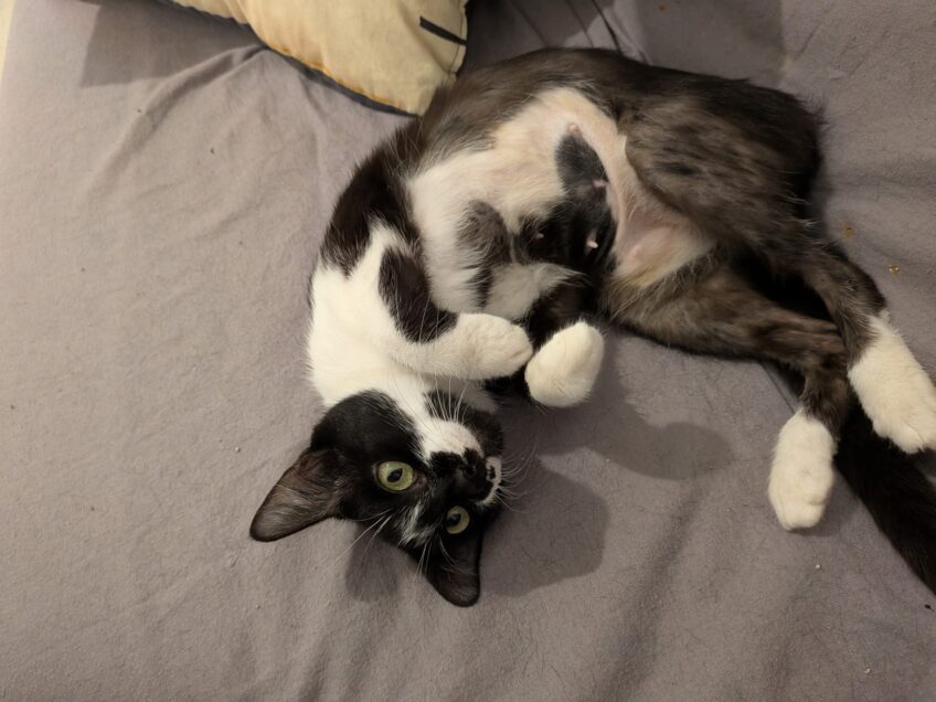 Chat perdu à Rennes 35000 : Victoire, Chat de gouttière