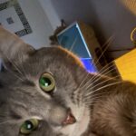Chat perdu à Paris 75011 : Missa , Européen