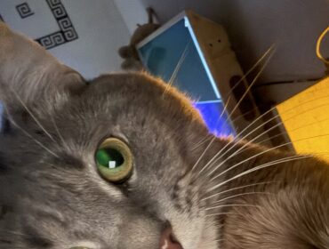 Chat perdu à Paris 75011 : Missa , Européen