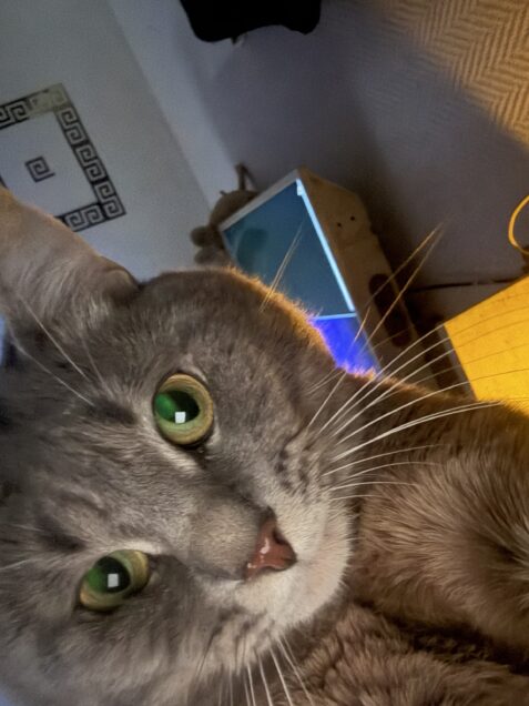 Chat perdu à Paris 75011 : Missa , Européen