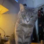 Chat perdu à Paris 75011 : Missa , Européen