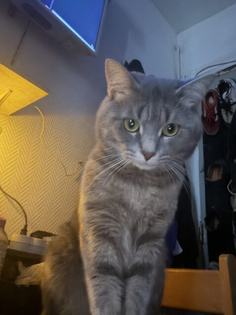 Chat perdu à Paris 75011 : Missa , Européen