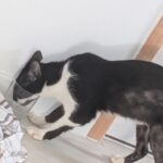 Chat perdu à Rennes 35000 : Victoire, Chat de gouttière