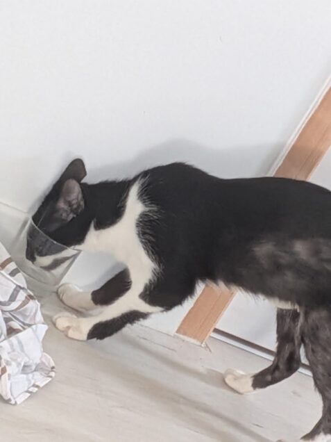 Chat perdu à Rennes 35000 : Victoire, Chat de gouttière