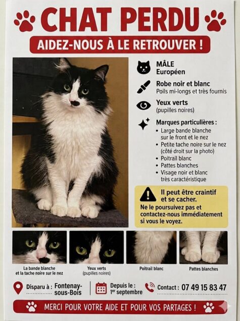 Chat perdu à Fontenay-sous-Bois 94120 : NEKO, Européen