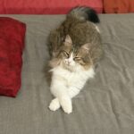 Chat perdu à Joyeuse 07260 : Tessa, Autre