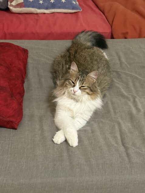 Chat perdu à Joyeuse 07260 : Tessa, Autre